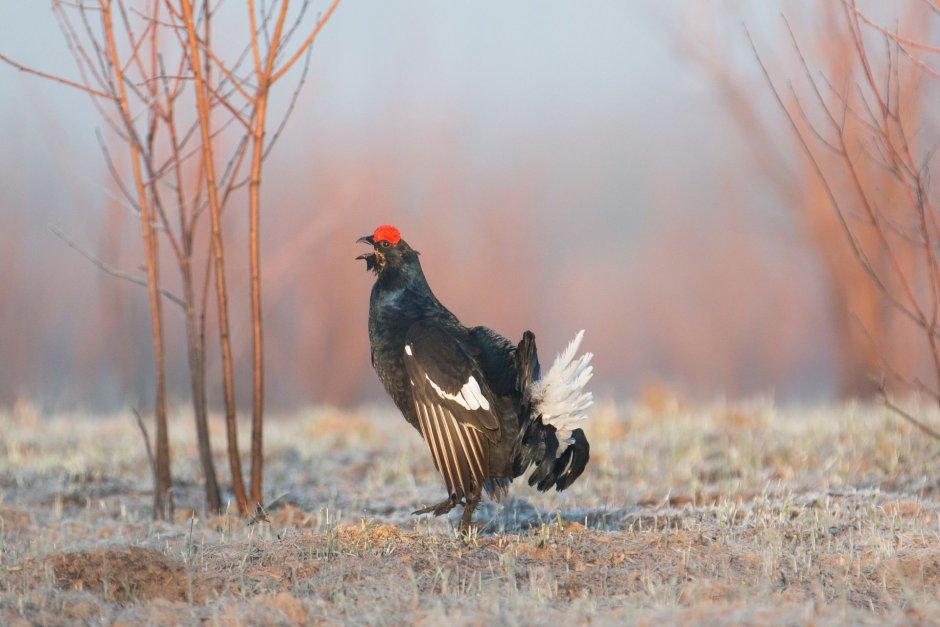 Глухарь (Tetrao urogallus)