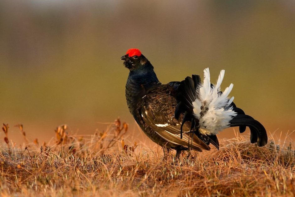 Тетёрка птица