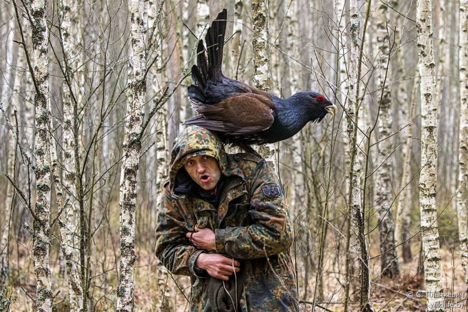 Самка глухаря Капалуха