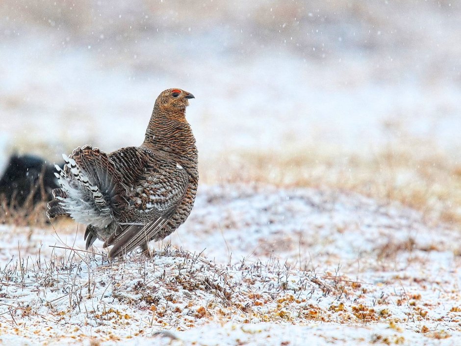 Тетерев птица самка