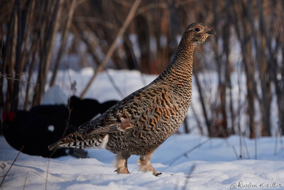Самка глухаря Капалуха