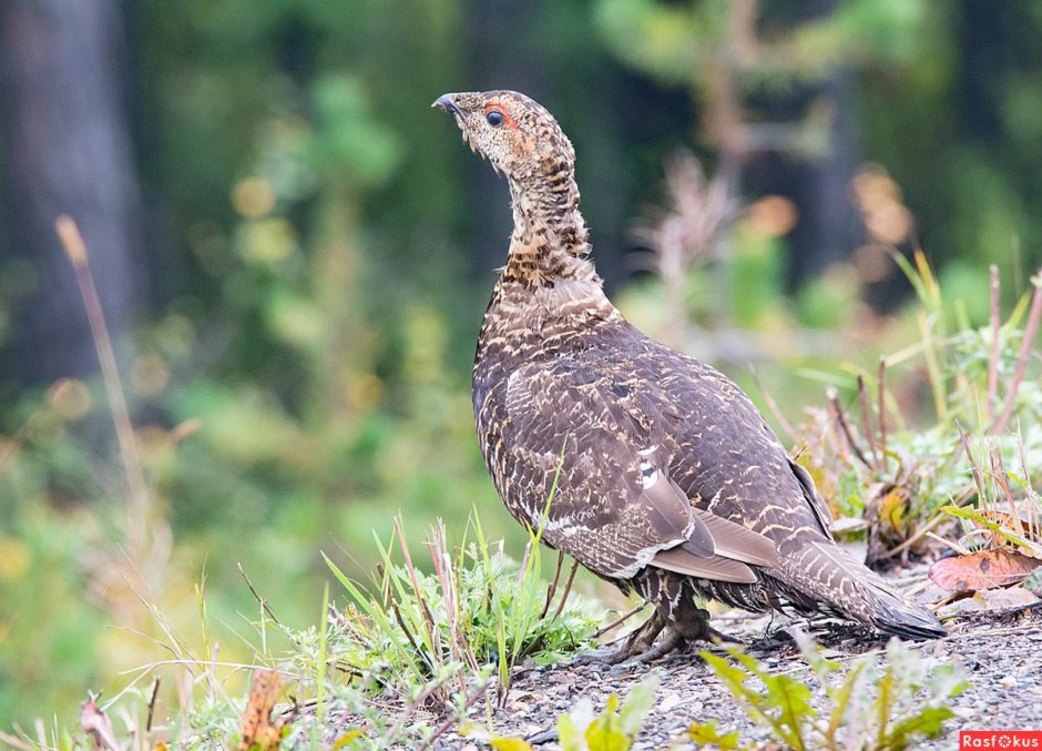Рябчик Tetrastes bonasia