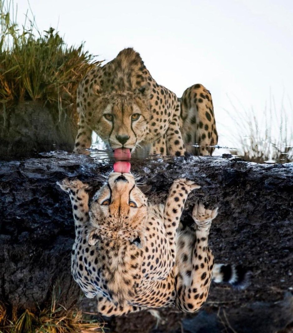 Тигр Nat geo Wild