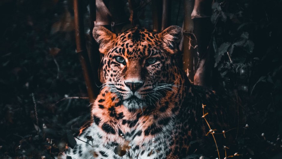 Хищные животные