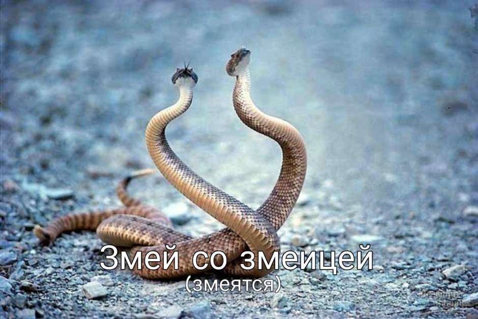 Королевская Кобра спаривание