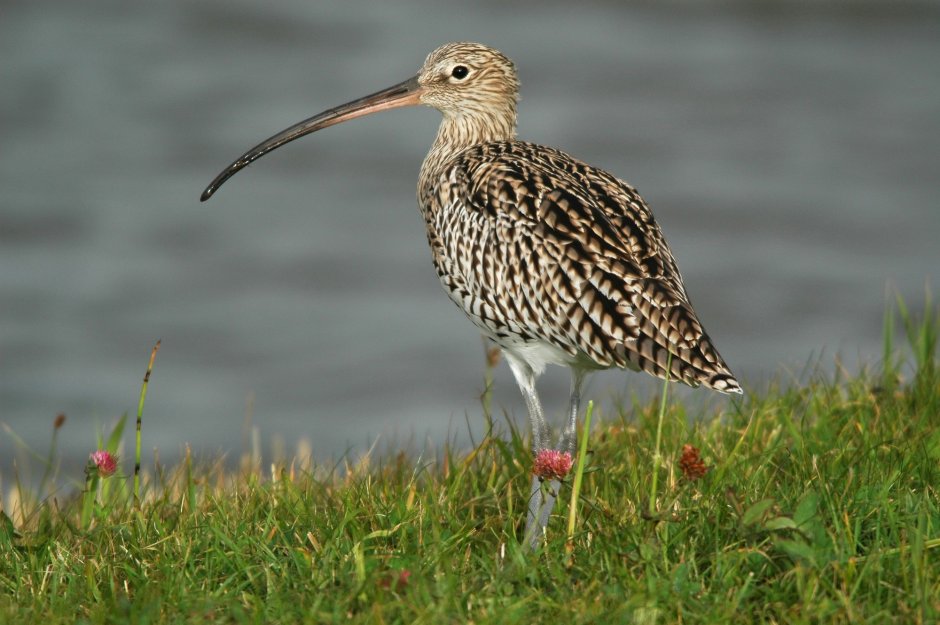 Средний кроншнеп (Numenius phaeopus)