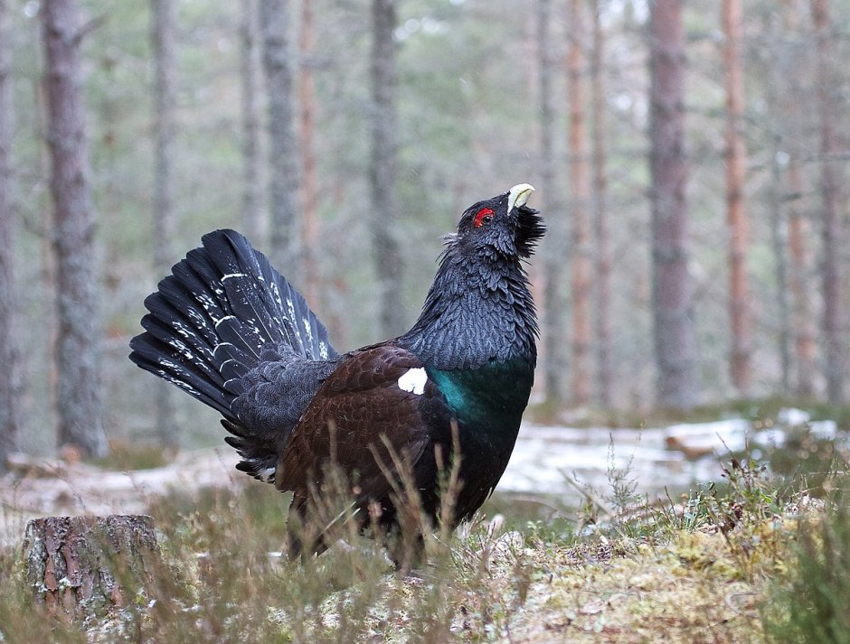 Глухарь (Tetrao urogallus)