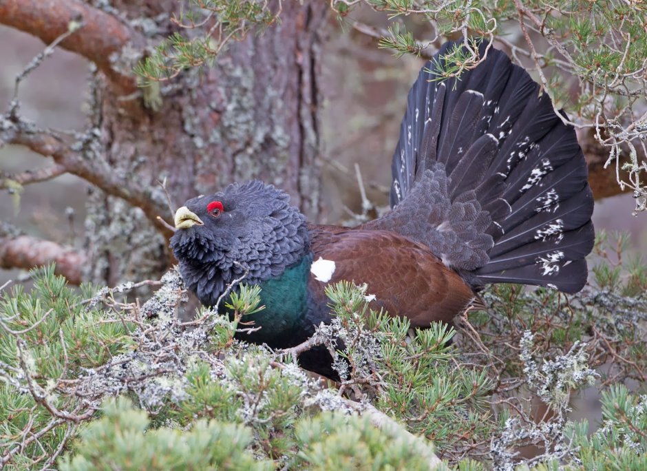 Capercaillie Hunting