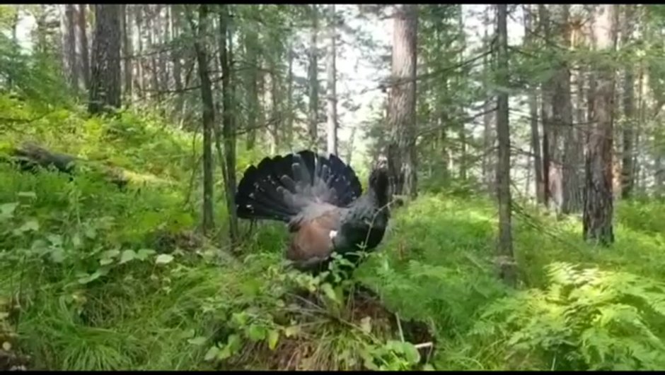Глухарь в лесу