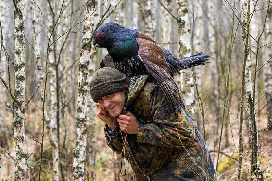 Глухарь (Tetrao urogallus)
