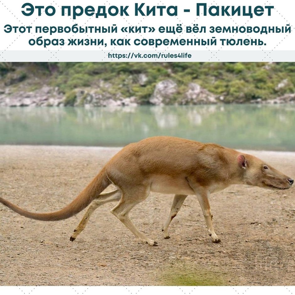 Кит в воде