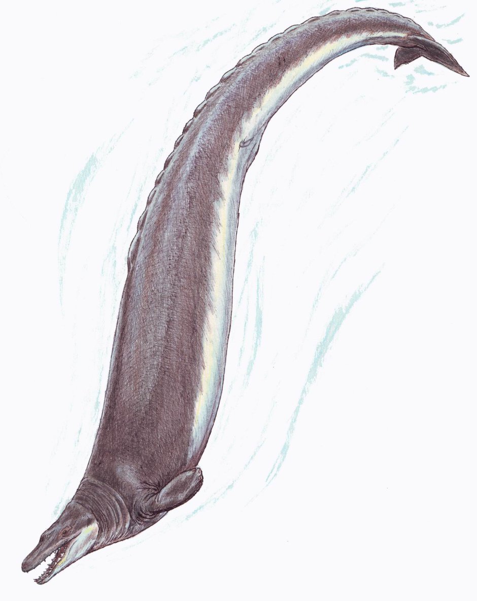 Basilosaurus cetoides