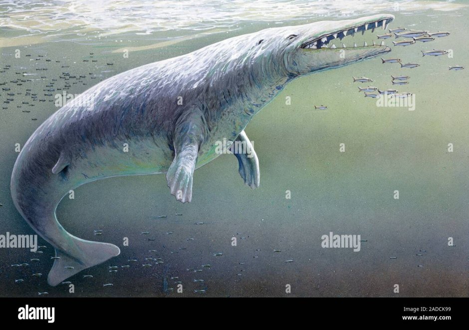 Georgiacetus vogtlensis
