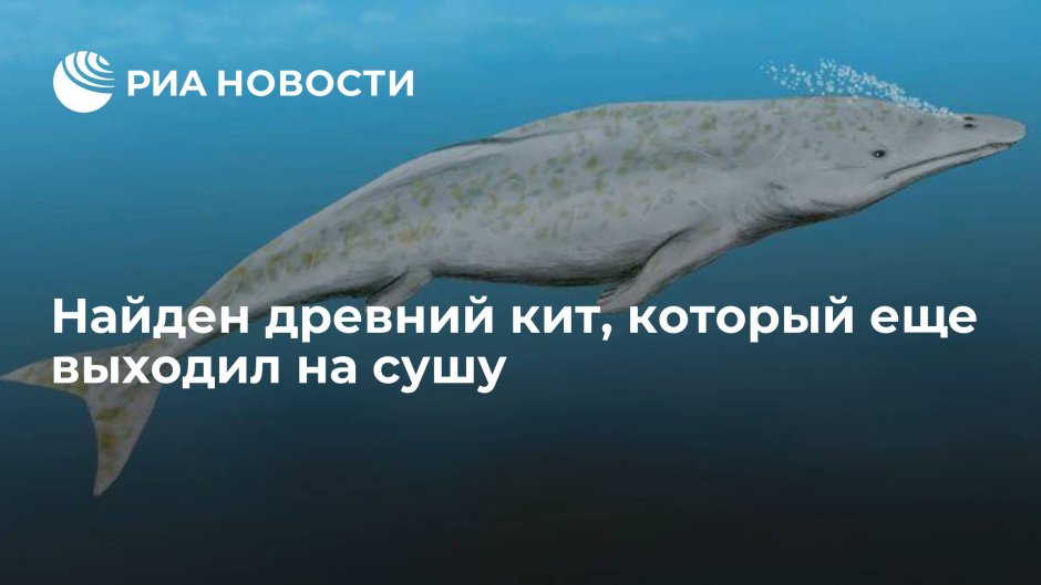 Пакицет Эволюция