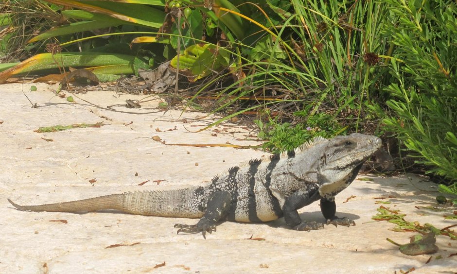 Strophurus taenicauda