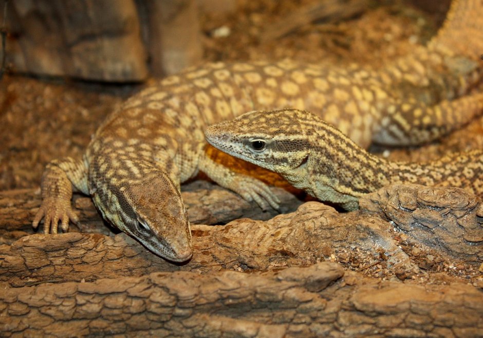 Varanus Acanthurus половозрелость