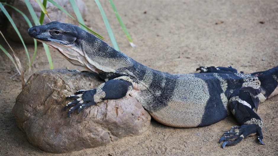 Пёстрый Варан Varanus varius