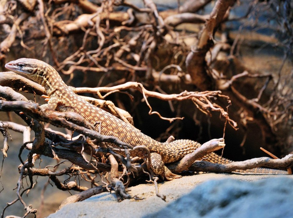 Varanus Acanthurus