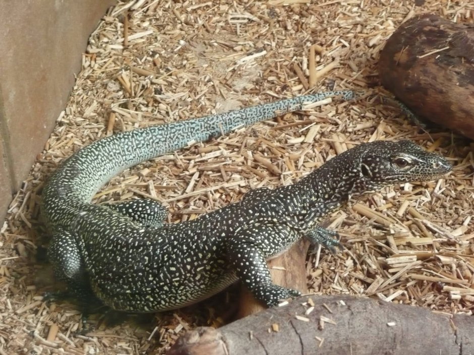 Strophurus ciliaris