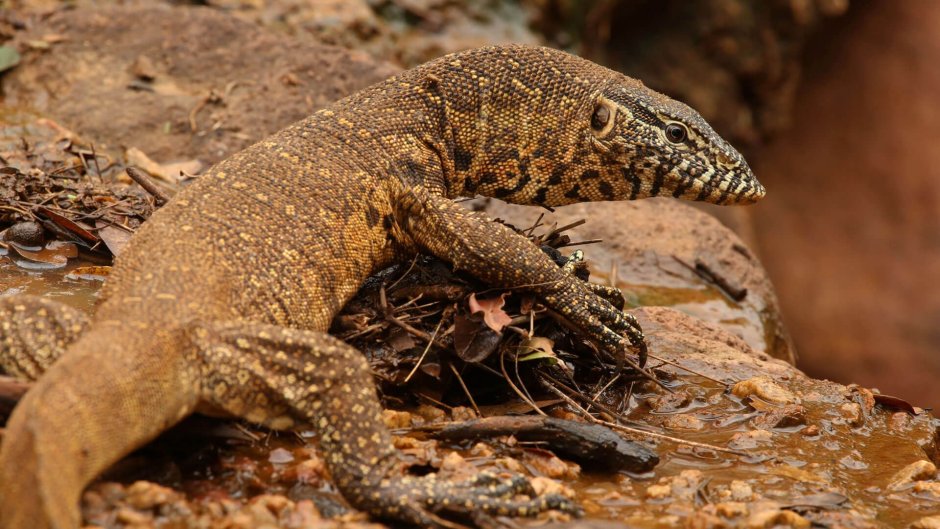 Варан синехвостый Varanus doreanus