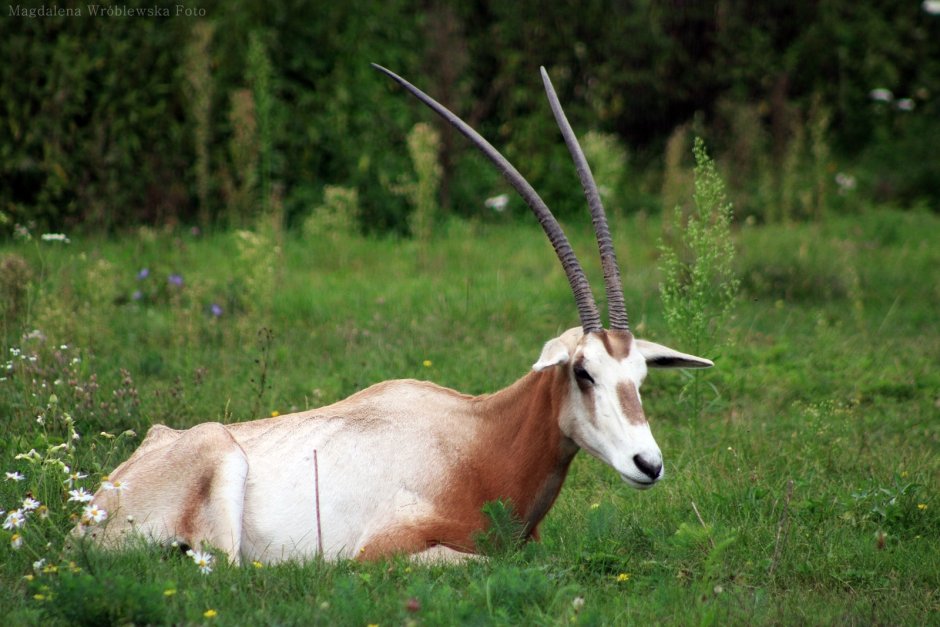 Oryx dammah
