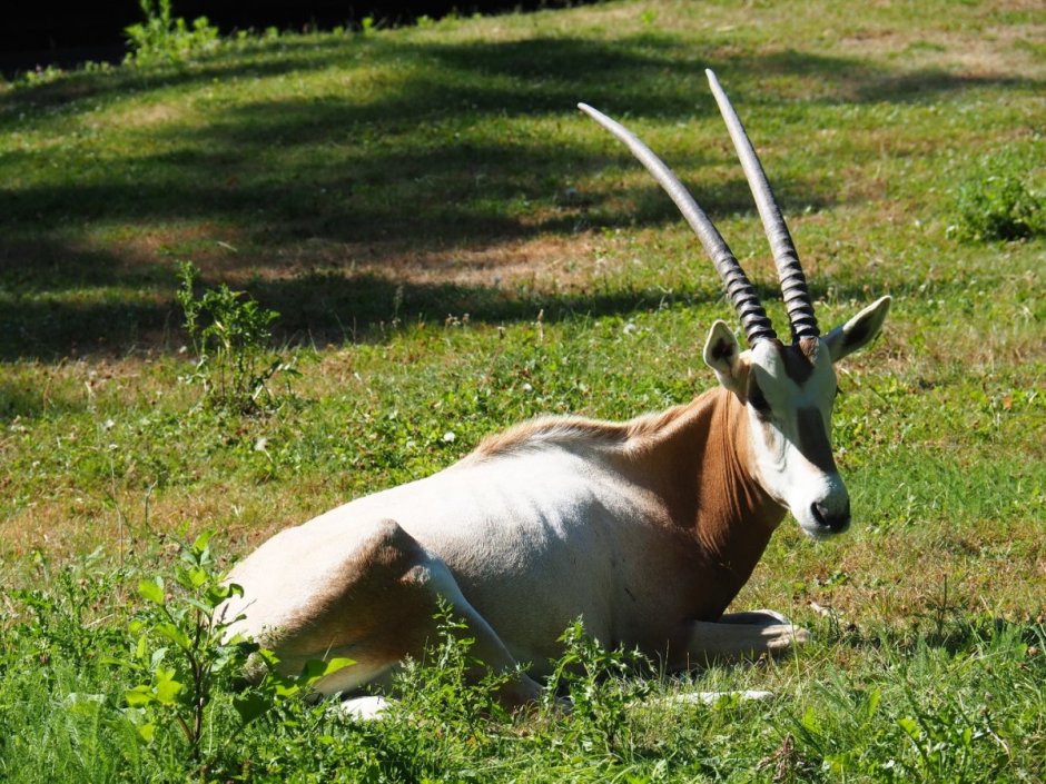 Scimitar-Horned Oryx