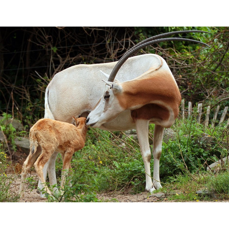 Oryx dammah
