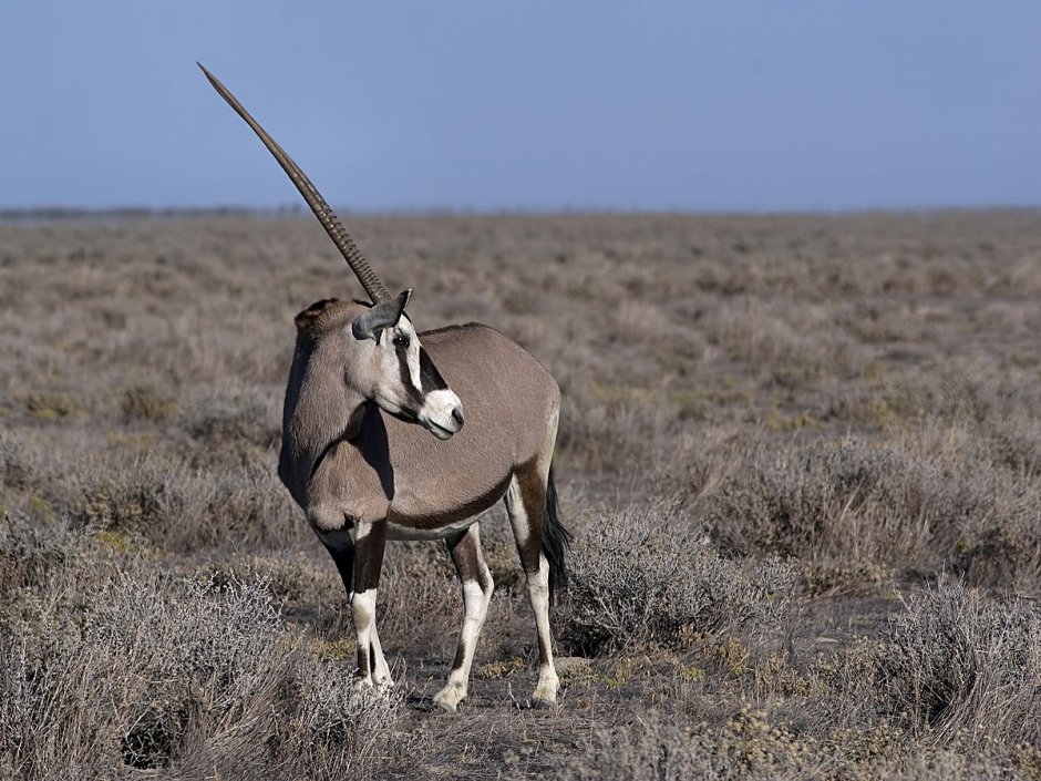 Barroux "White Oryx, the"