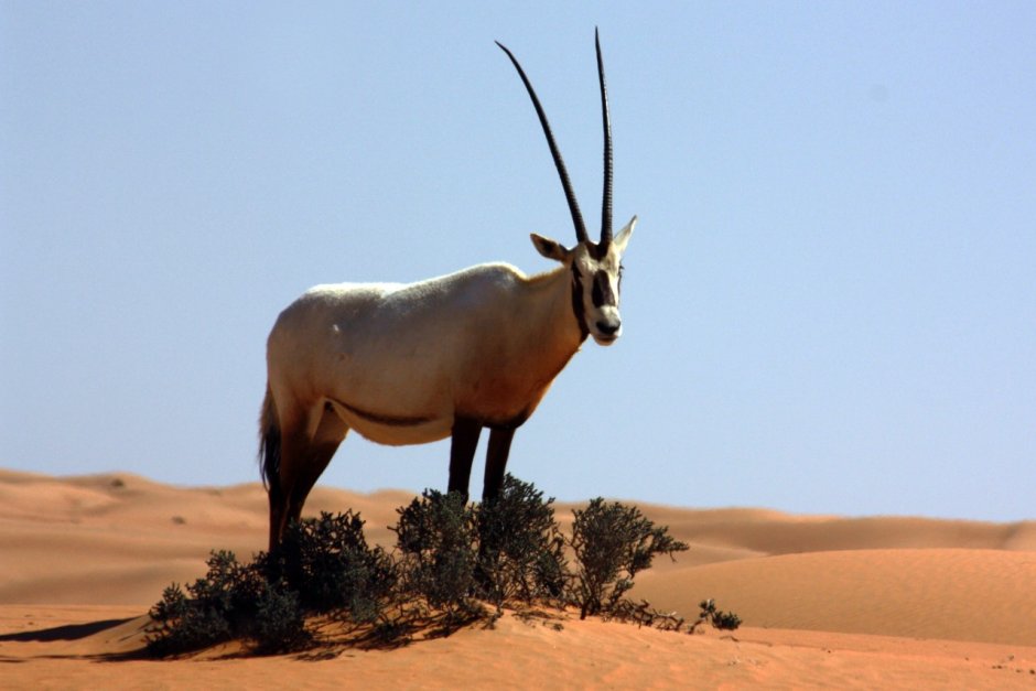 Scimitar-Horned Oryx