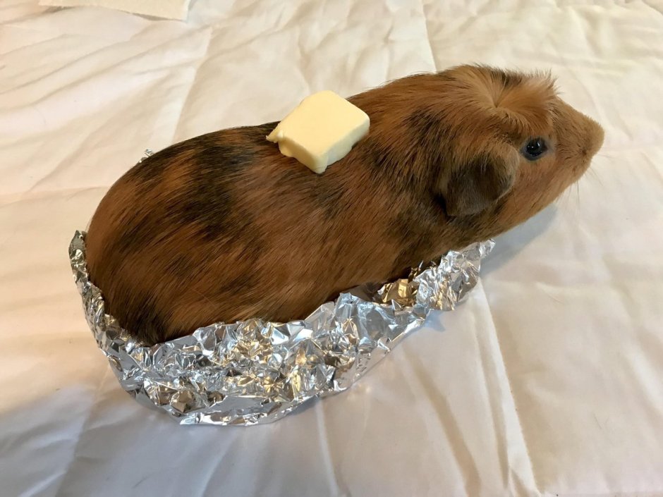 Морская Свинка короткошерстная
