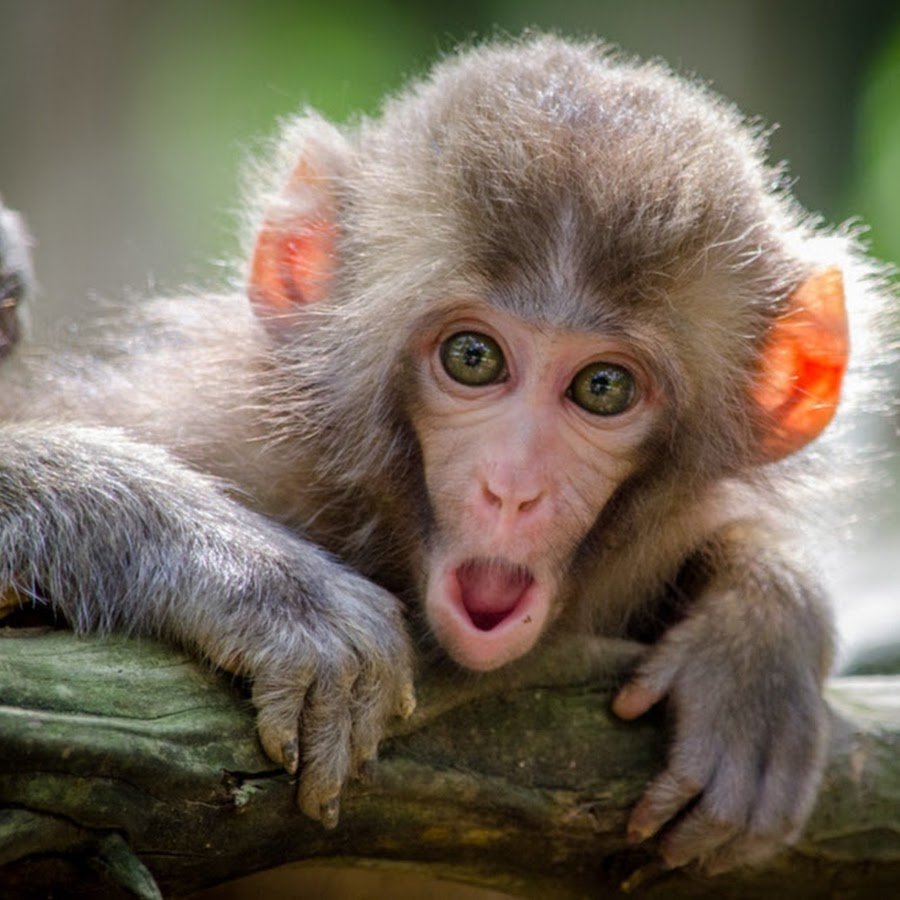 Филиппинский долгопят Мем