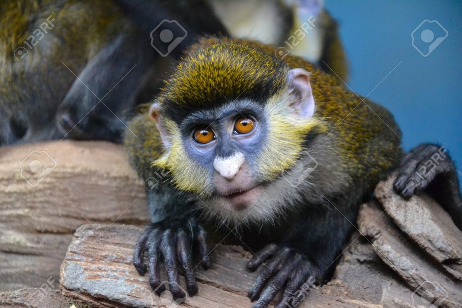 Маленькая мартышка с большими глазами