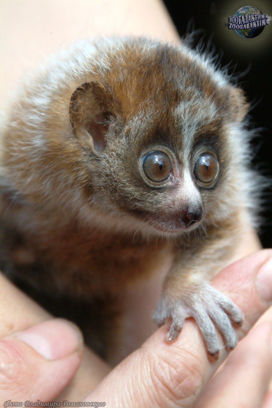Лемур Лори маленький