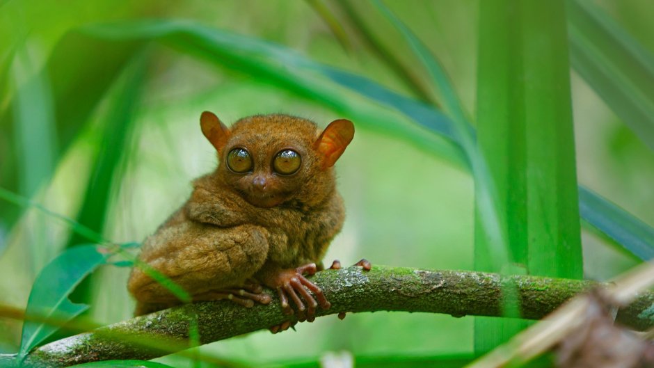 Мадагаскарский долгопят