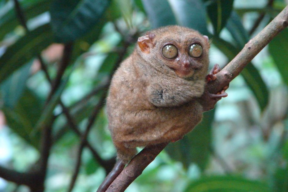 Долгопят филиппинский детеныш