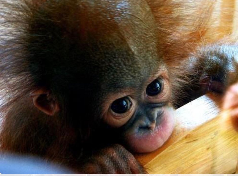 Самые милые обезьянки