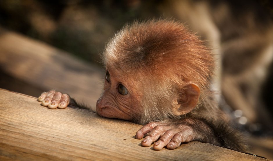 Лемур долгопят