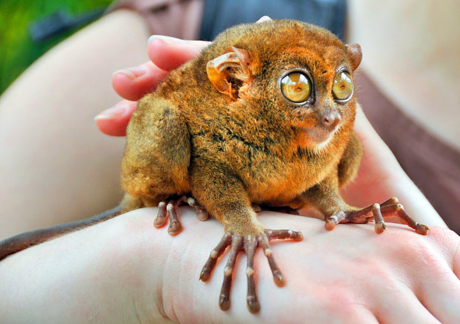 Пучеглазый долгопят