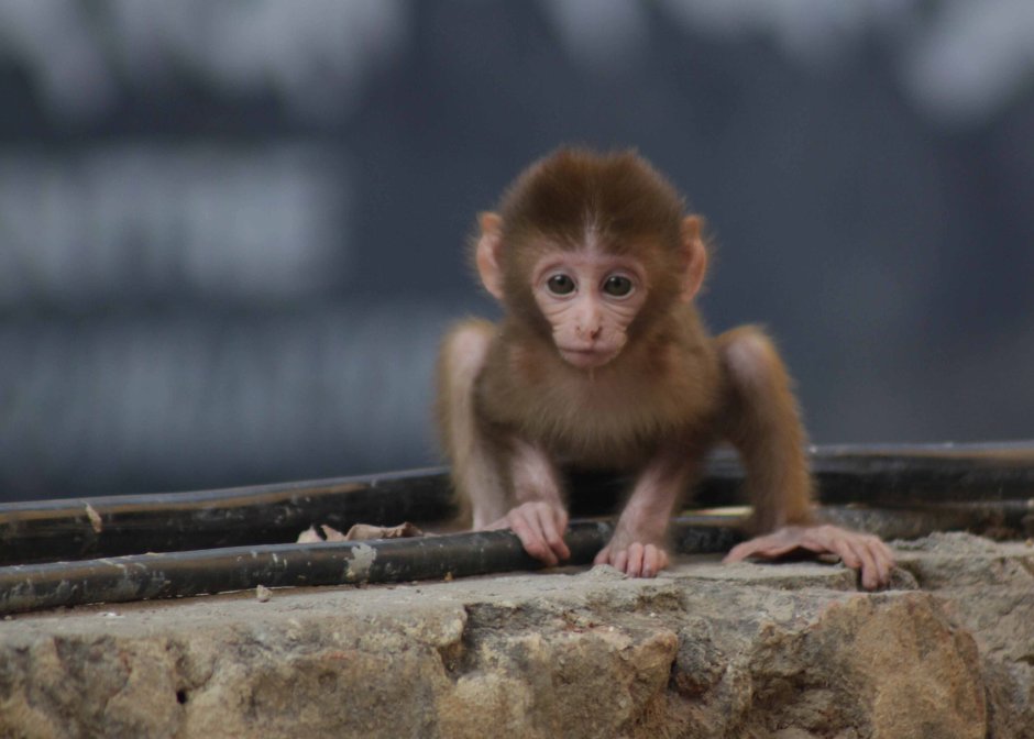 Мадагаскарский долгопят