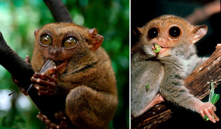 Лемур долгопят