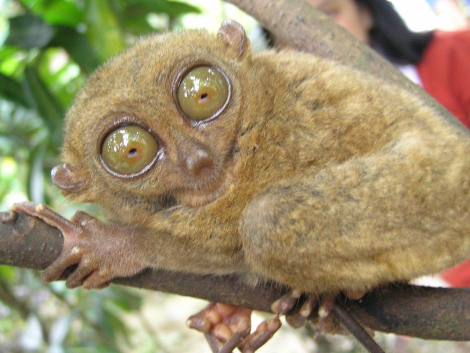 Милые обезьянки