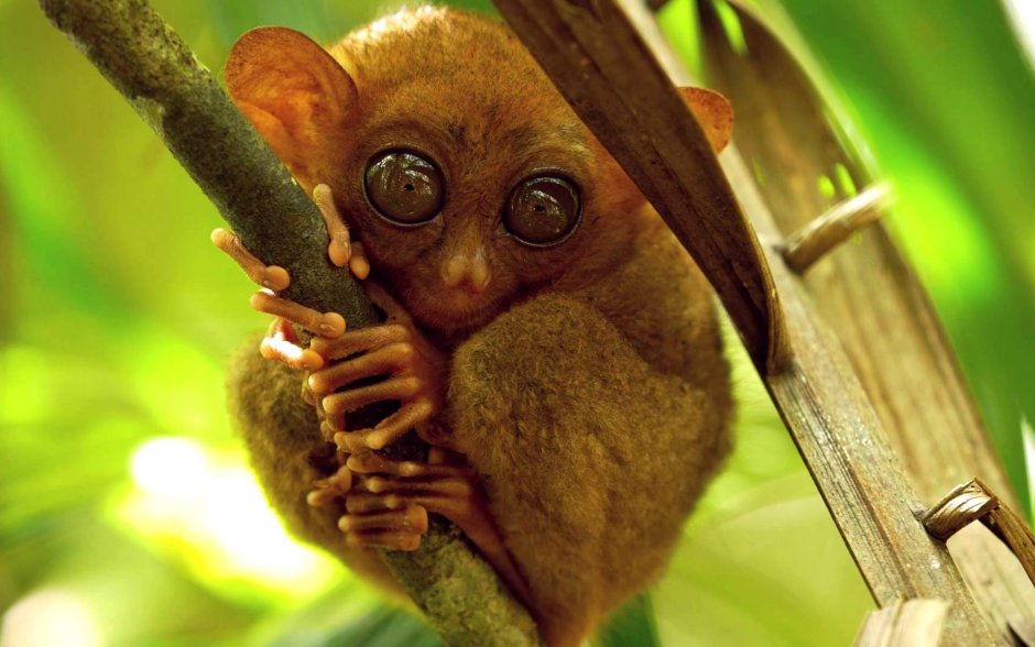 Обезьяны орангутан детеныш