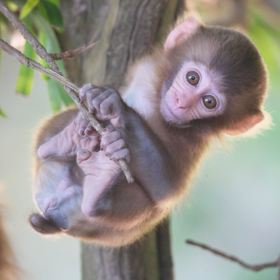 Мармозетка обезьянка