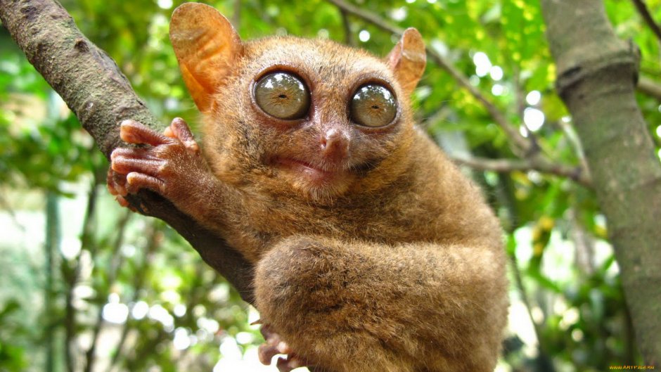 Суматранский долгопят