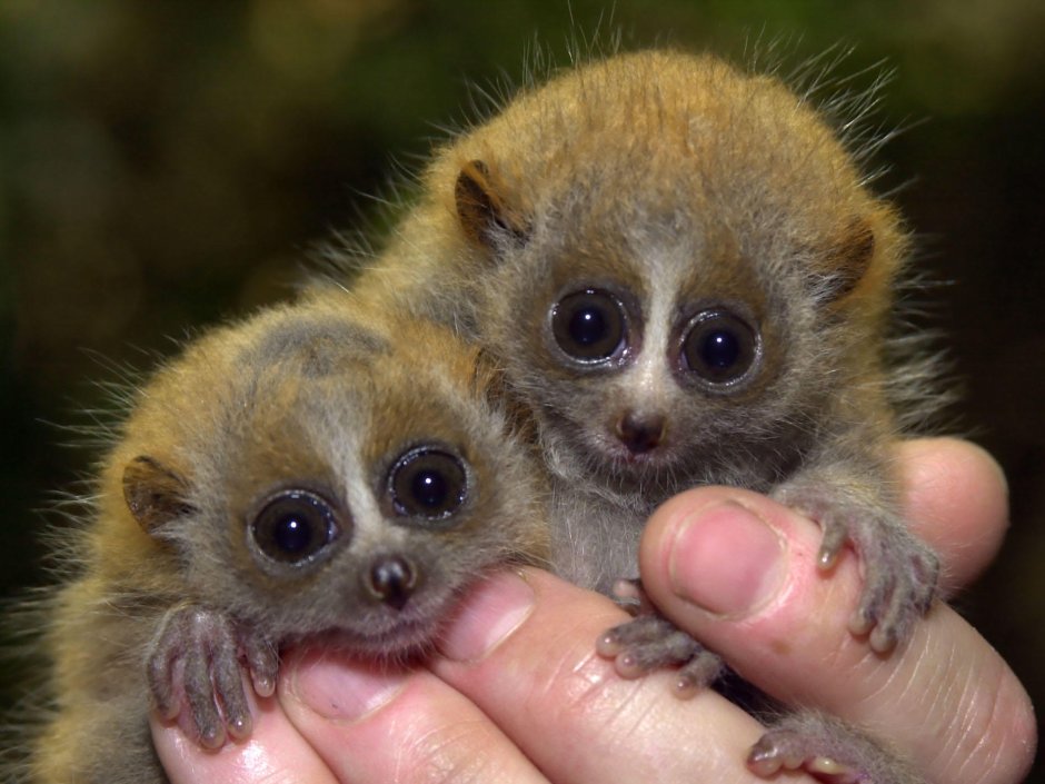 Лемур с огромными глазами