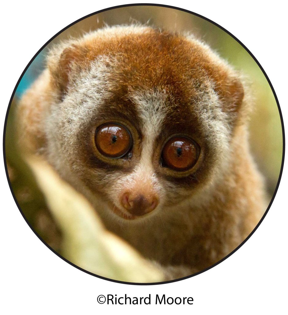 Лемур долгопят животные