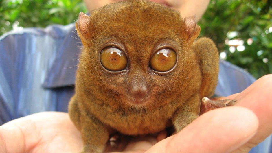 Странные животные