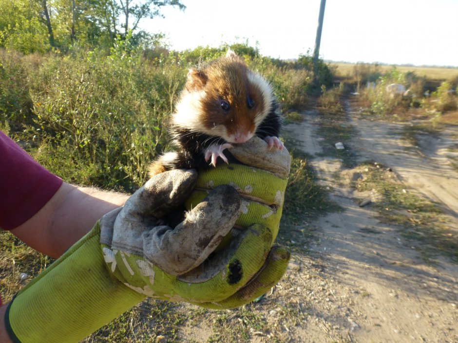 Лесной хомяк карбыш