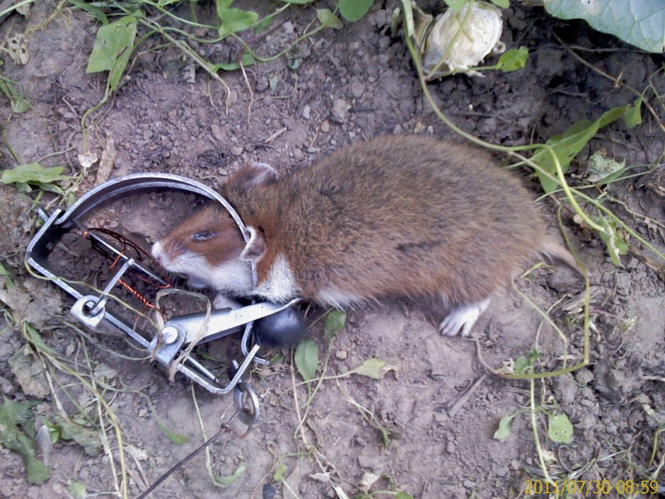 Боевой хомяк