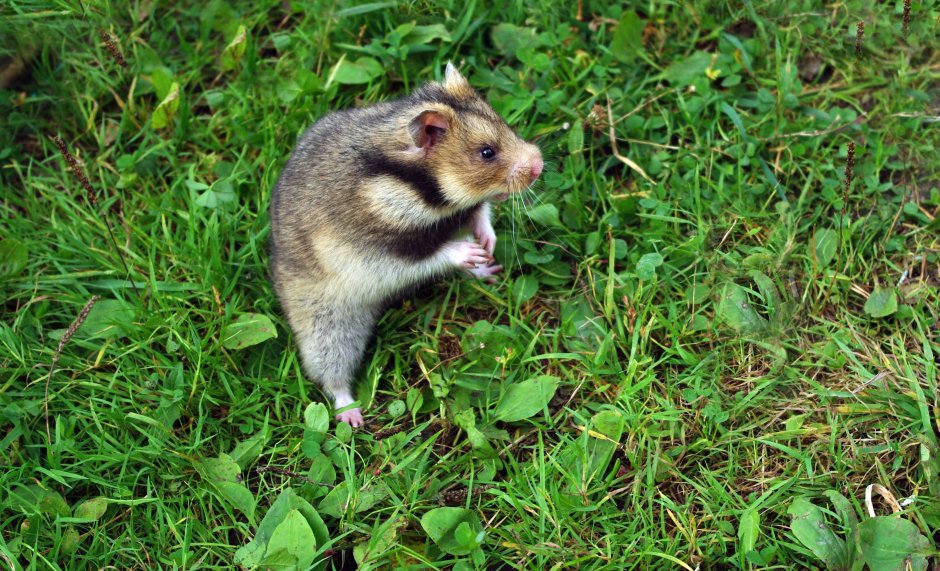 Cricetus Cricetus